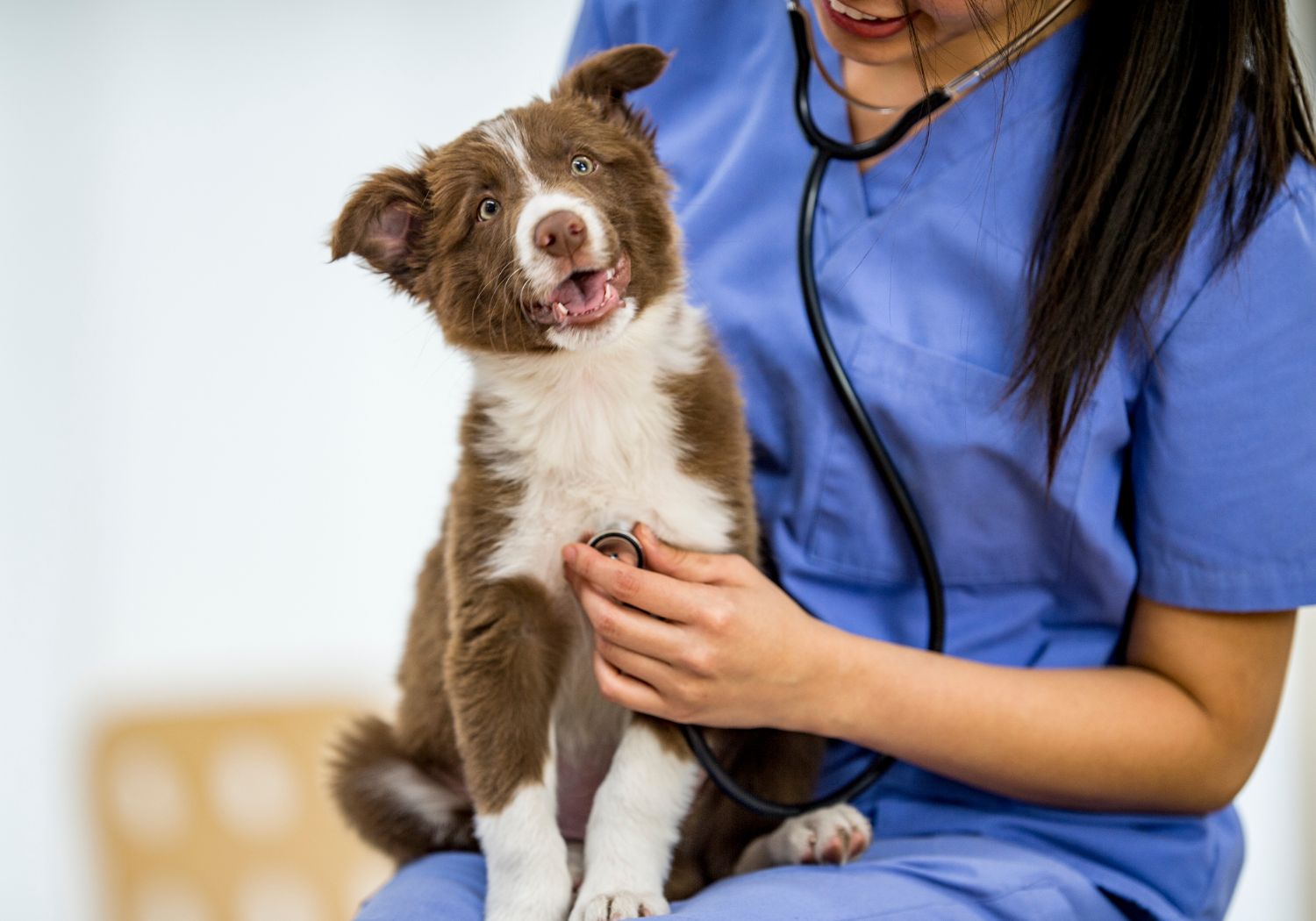 a vet in scrubs holding a dog