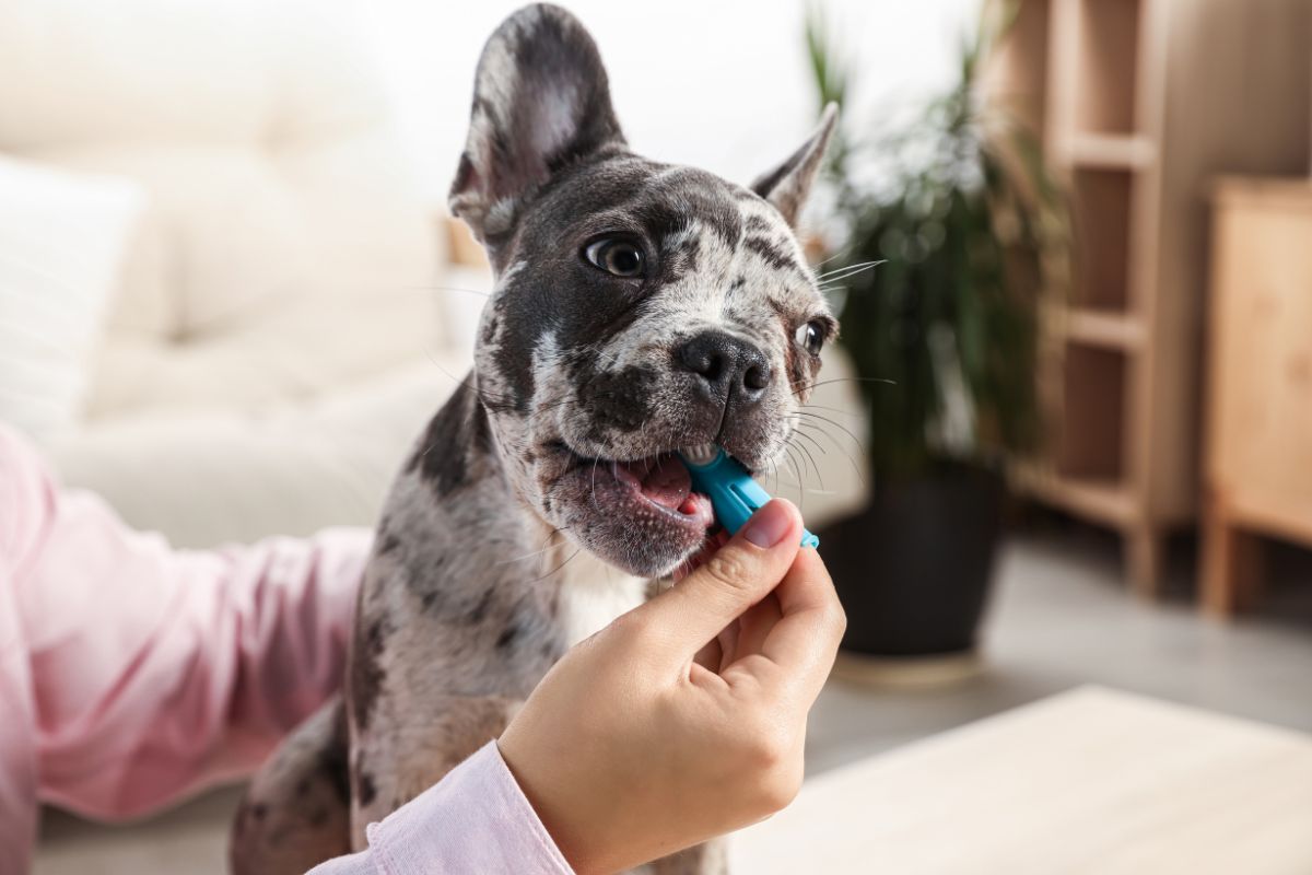 dog dental treatment