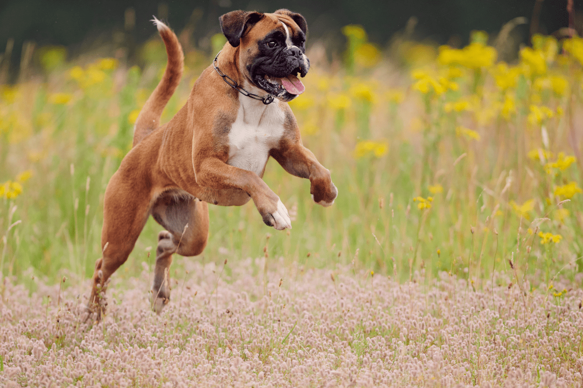 a dog jumping in a field of flowers