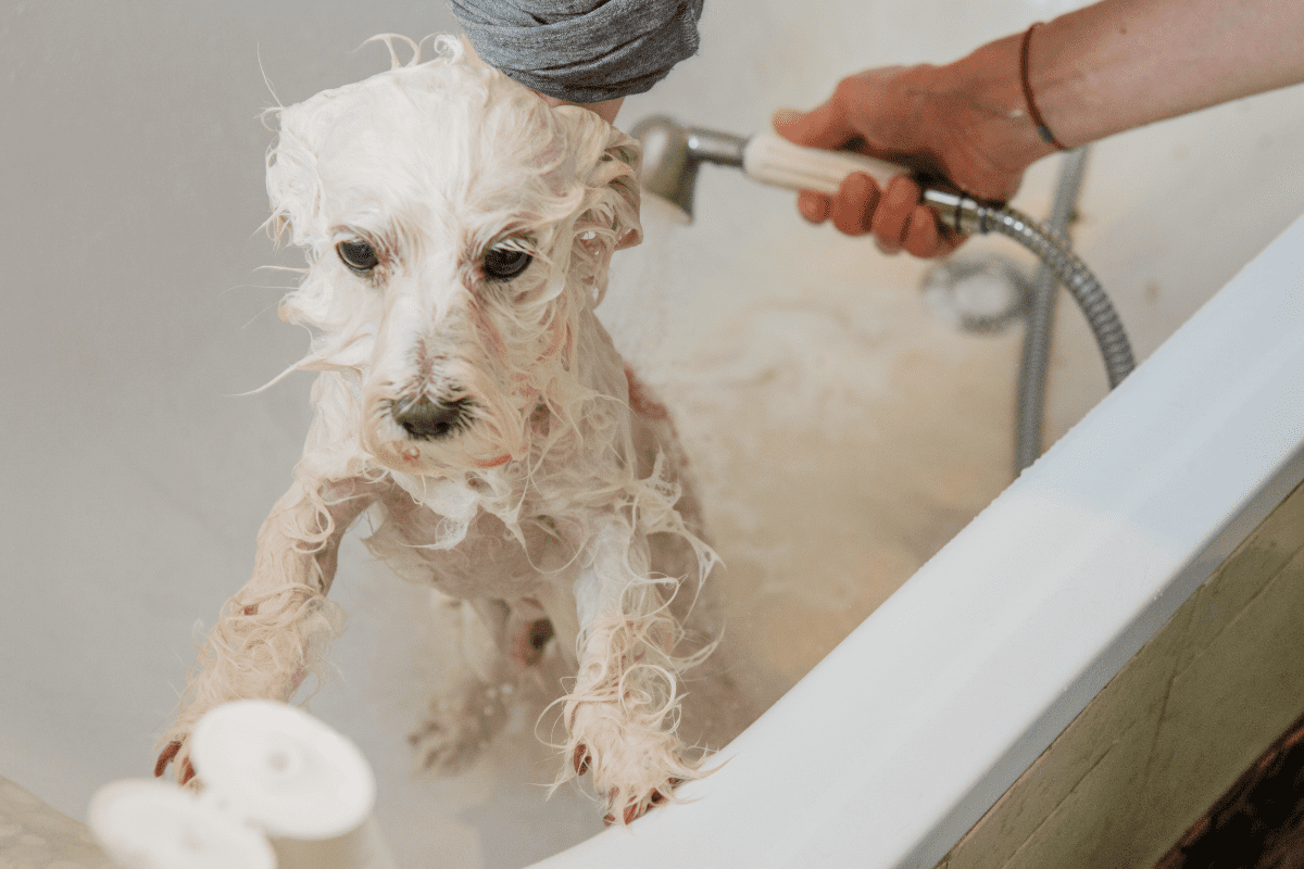 a dog being washed in a bathtub