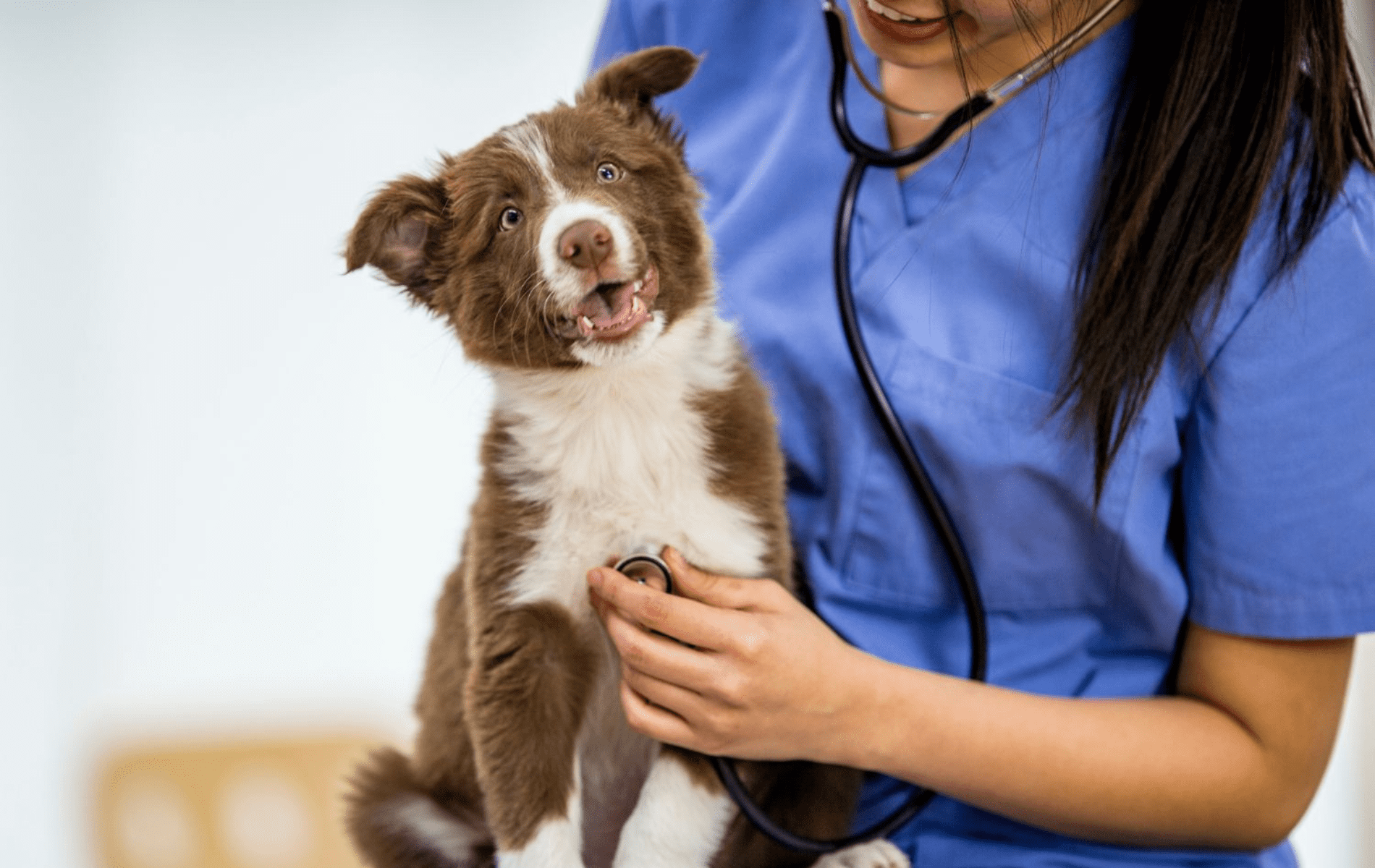 Veterinarian In Grand Junction, CO All Pets Center